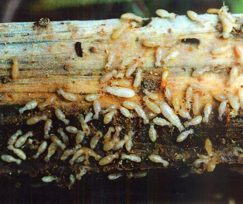 Ecological Survey of Termites
