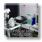 Confocal laser microscopy