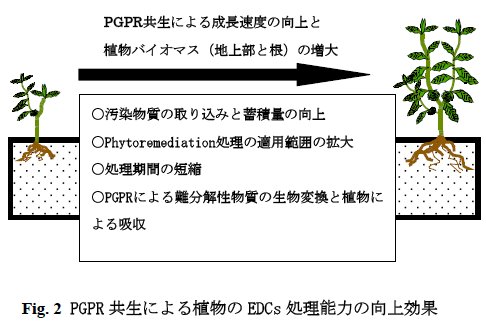 廣岡孝志： 第5回（2004年第3回）定例オープンセミナー（2004-12-24） Fig. 2