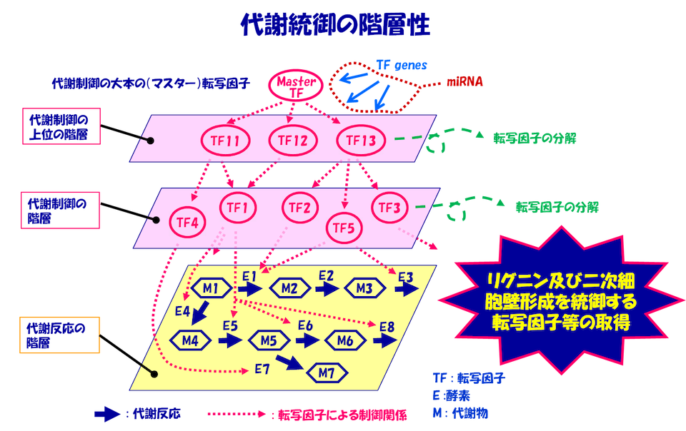 プロパ ノイド フェニル