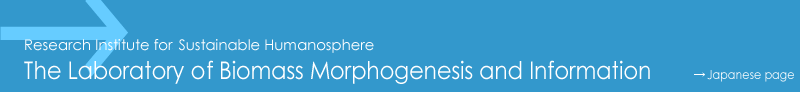 Biomass Morphogenesis and Information