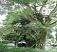 Campus trees (How much do you know?)