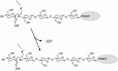 How does cellulose chain grow?