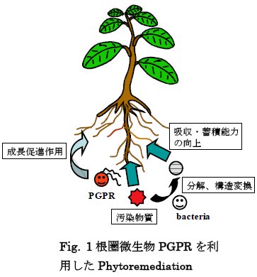 廣岡孝志： 第11回（2005年度第3回）定例オープンセミナー資料（2005年7月29日） Fig. 1