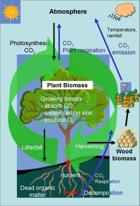 The carbon cycle