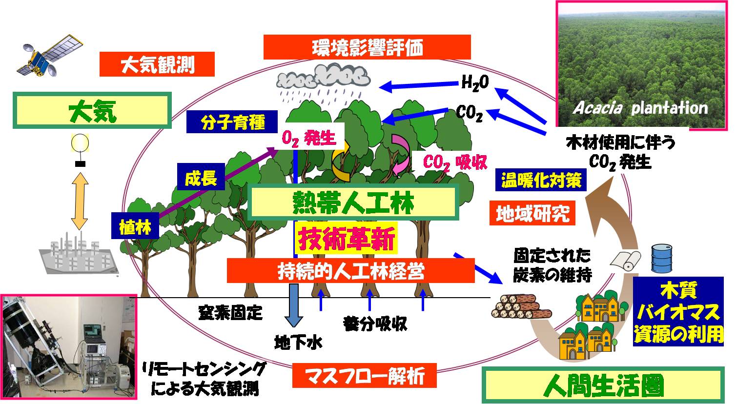 熱帯産業林の持続的生産利用に関する多角総合的共同研究 （研究代表者： 梅澤俊明）