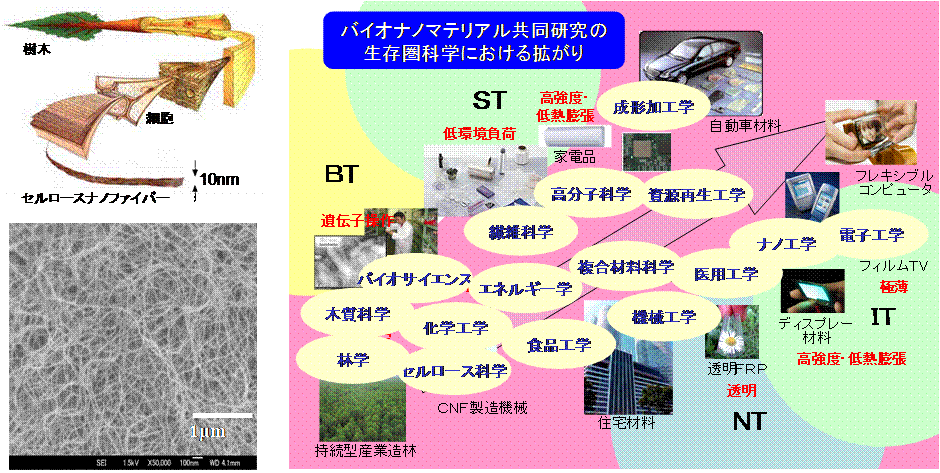 バイオナノマテリアル共同研究 （研究代表者： 矢野浩之）