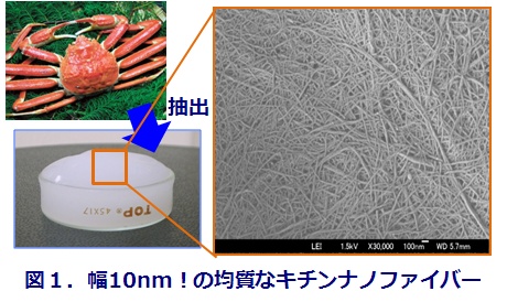 伊福伸介： 2010（平成22）年度 生存圏科学萌芽研究