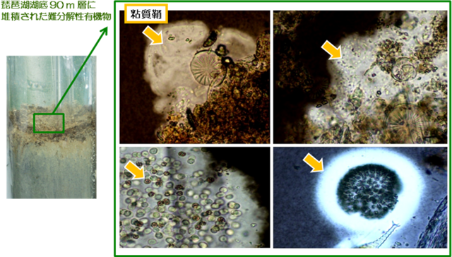 池谷仁里： 2012（平成24）年度　生存圏科学萌芽研究