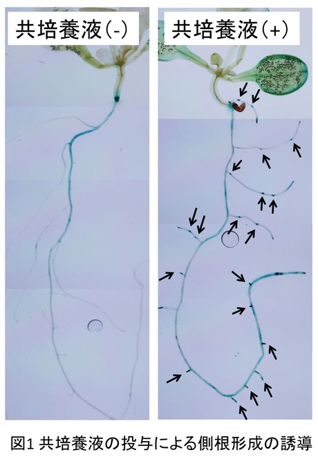 小川拓水： 2013（平成25）年度　生存圏科学萌芽研究