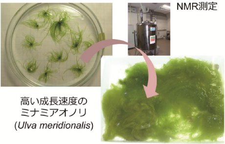 椿俊太郎: 2014(平成26)年度 生存圏科学萌芽研究 図 椿俊太郎: 2014(平成26)年度 生存圏科学萌芽研究 図