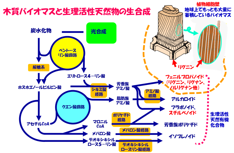 研究テーマ