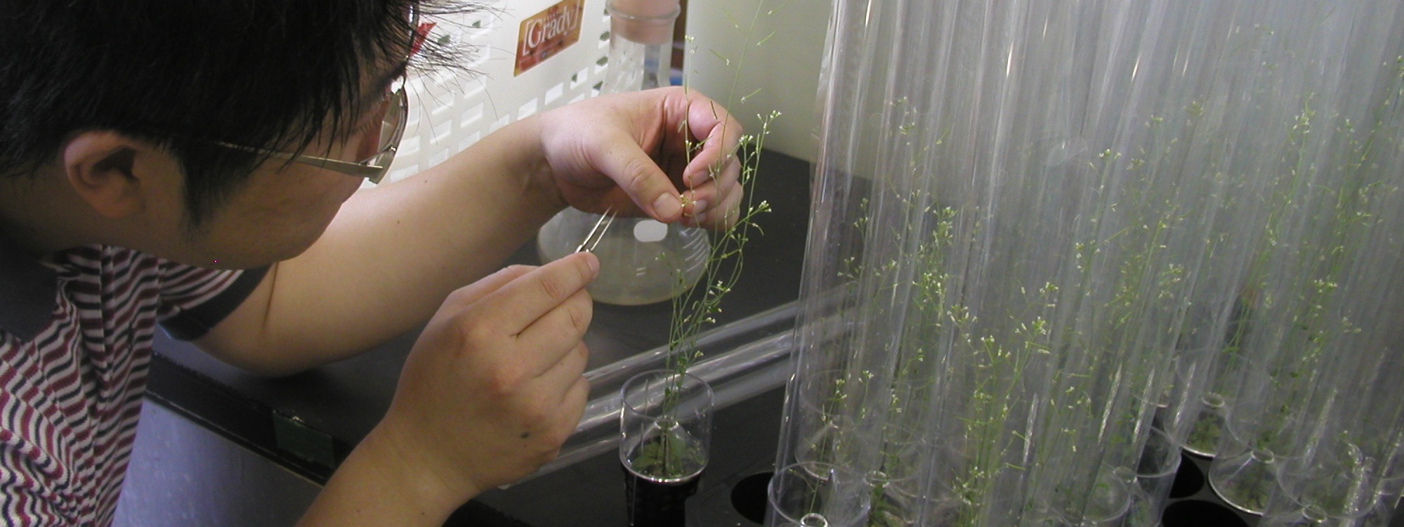 分子生物学実験