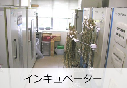 インキュベーター