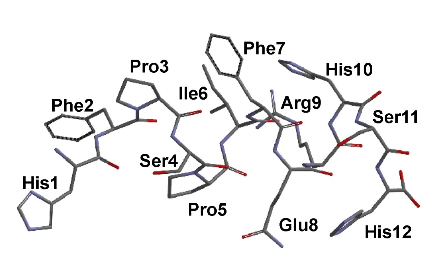 分子動力力学計算によって決定した、リグニン親和性ペプチドC416の安定へリックス構造 