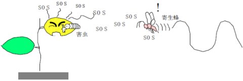 高林純示: 第36回定例オープンセミナー(2006年9月20日) 高林純示: 第36回定例オープンセミナー(2006年9月20日)