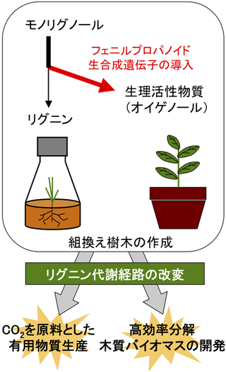 肥塚崇男： 2010（平成22）年度 生存圏科学萌芽研究