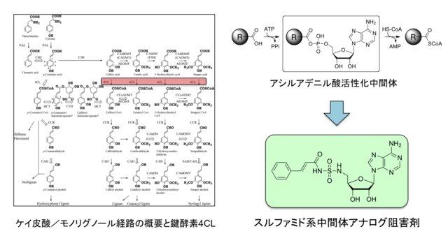 渡辺文太： 2010（平成22）年度 生存圏科学萌芽研究