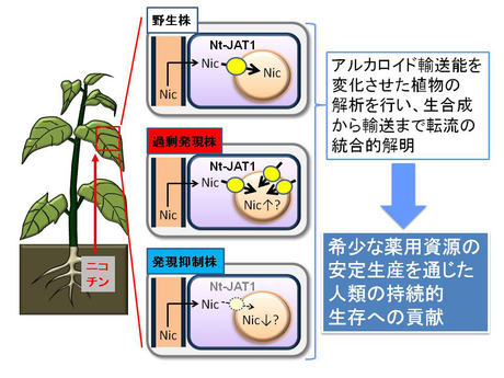 士反伸和： 2012（平成24）年度　生存圏科学萌芽研究