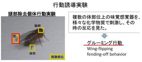 柳川綾： 20123（平成25）年度　生存圏科学萌芽研究