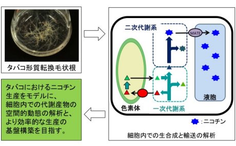 士反伸和： 2014（平成26）年度　生存圏科学萌芽研究　図