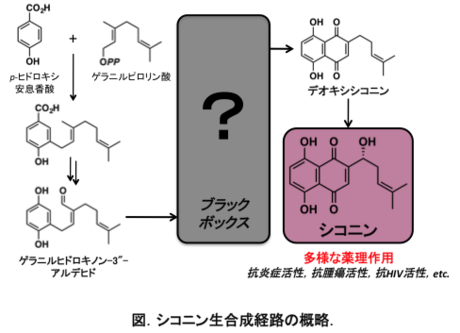 渡辺文太： 2014（平成26）年度　生存圏科学萌芽研究　図