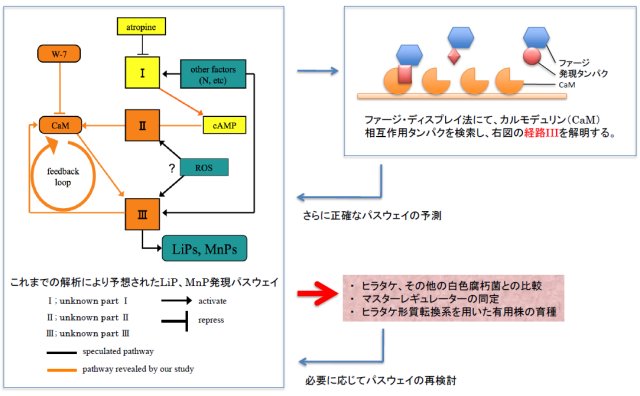 入江俊一： 2010（平成22）年度 生存圏ミッション研究