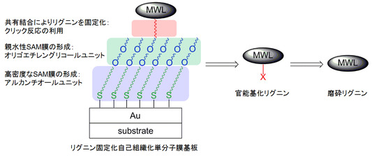 磯﨑勝弘： 2015（平成27）年度生存圏科学萌芽研究　図