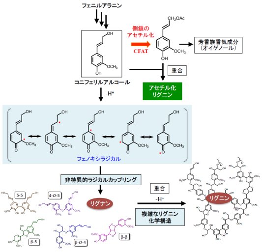 肥塚崇男： 2016（平成28）年度生存圏科学萌芽研究　図