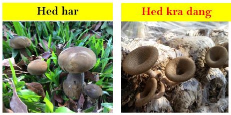 Fig. 1: An expensive edible mushroom in Thailand