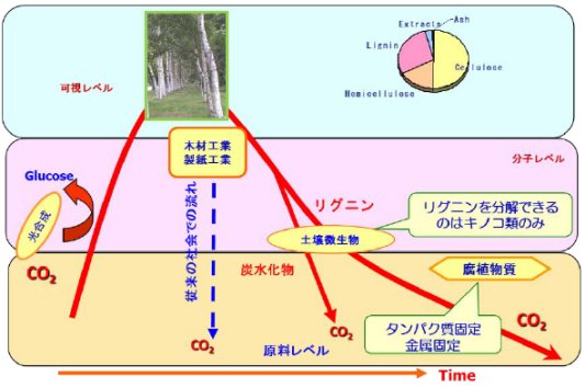 Fig. 1　生態系における植物バイオマスの流れ