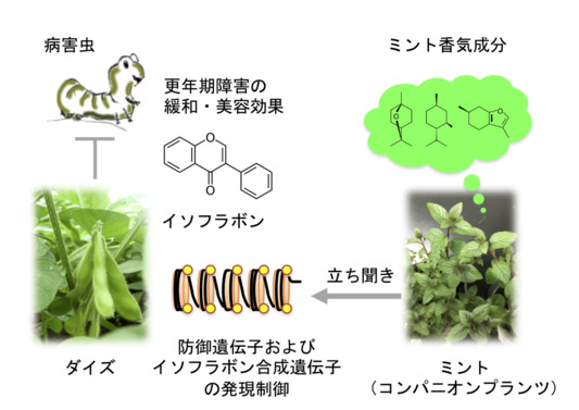 有村源一郎： 2019（令和元）年度生存圏科学萌芽研究　図