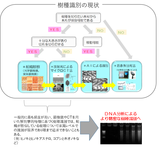 今井友也： 2019（令和元）年度生存圏科学萌芽研究　図