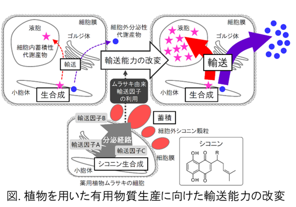 補足テキスト： 2023（令和5）年度生存圏ミッション研究#03　/>
</p>
<p style=