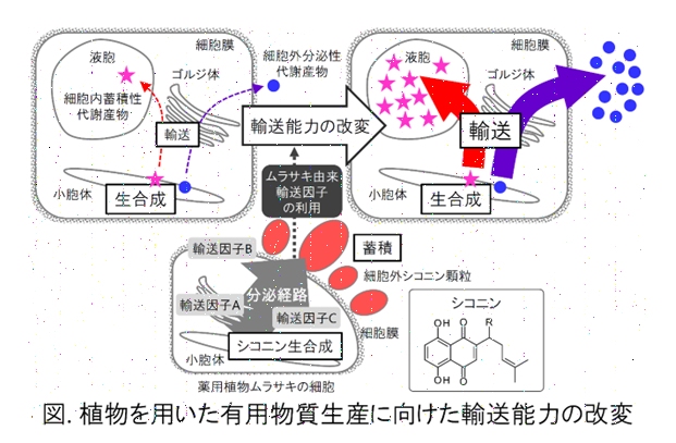 補足テキスト： 2024（令和6）年度生存圏ミッション研究#03　/></p>
<p style=