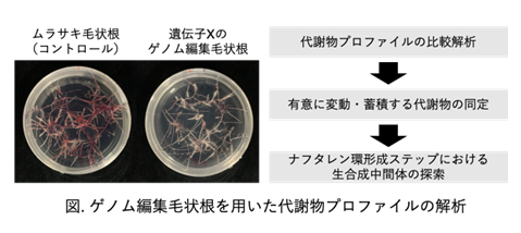 補足テキスト： 2024（令和6）年度生存圏ミッション研究#13