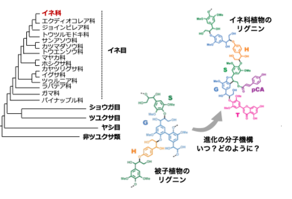 補足テキスト： 2025（令和7）年度生存圏ミッション研究#08