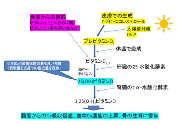 補足テキスト： 2025（令和7）年度生存圏ミッション研究#15
