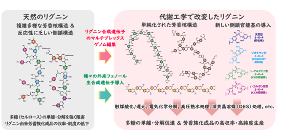補足テキスト： 2025（令和7）年度生存圏ミッション研究#14