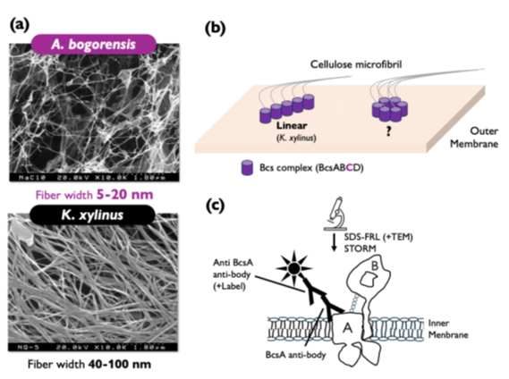 補足テキスト： 2025（令和7）年度生存圏ミッション研究#17